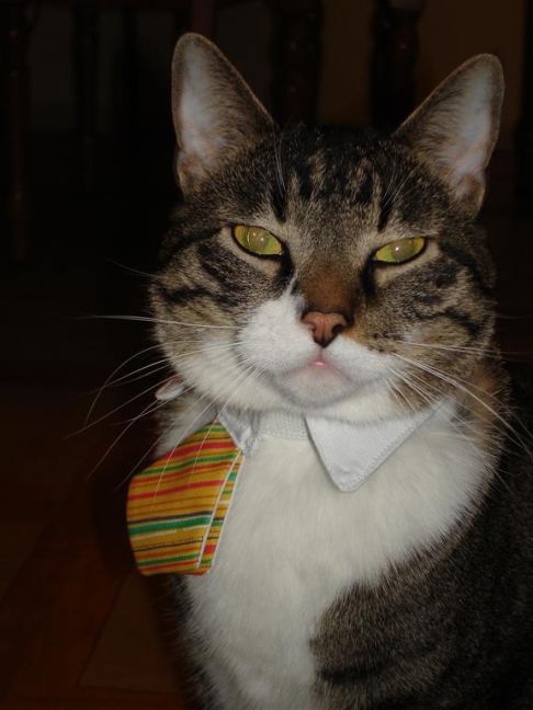 Picture of a cat / kitten / feline