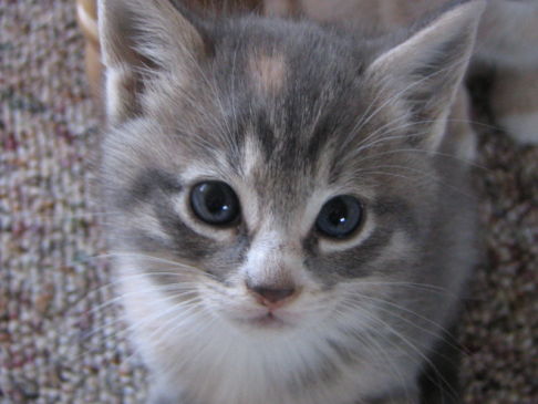 Picture of a cat / kitten / feline