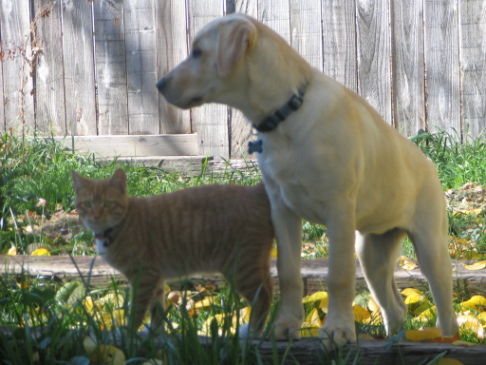 Picture of a cat / kitten / feline