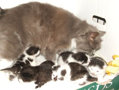 Picture of a cat / kitten / feline