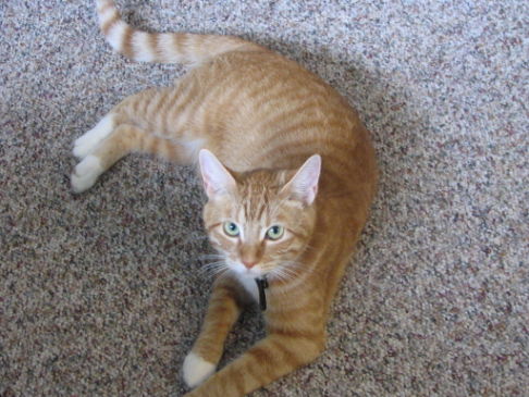 Picture of a cat / kitten / feline