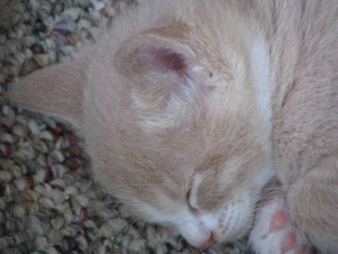 Picture of a cat / kitten / feline