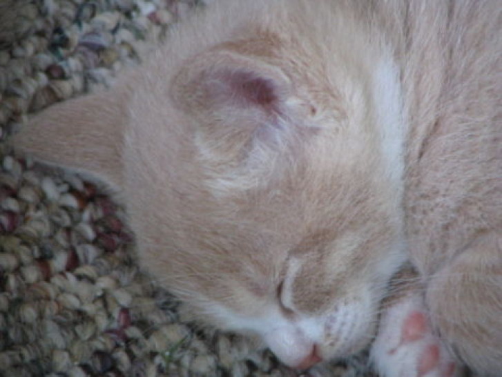 Picture of a cat / kitten / feline