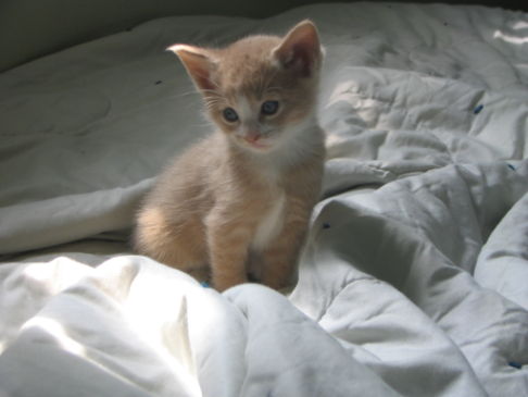 Picture of a cat / kitten / feline