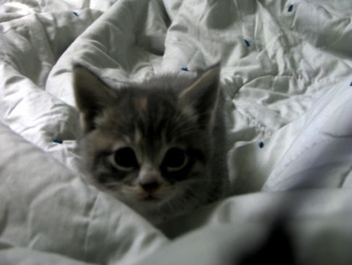 Picture of a cat / kitten / feline