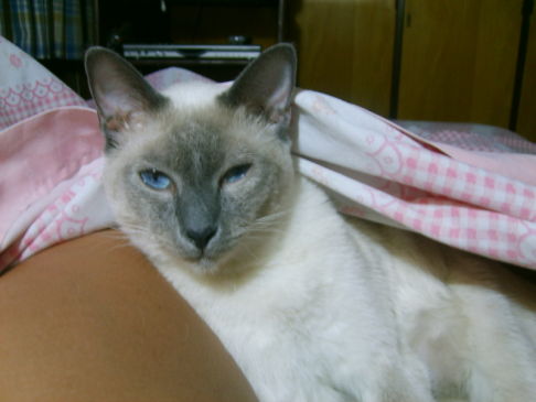 Picture of a cat / kitten / feline