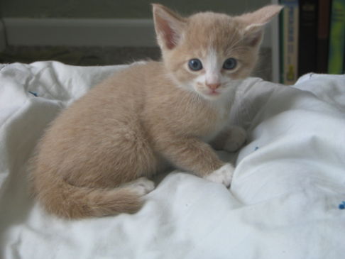 Picture of a cat / kitten / feline