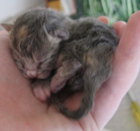 Picture of a cat / kitten / feline