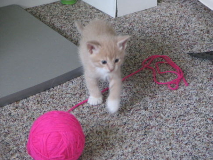 Picture of a cat / kitten / feline