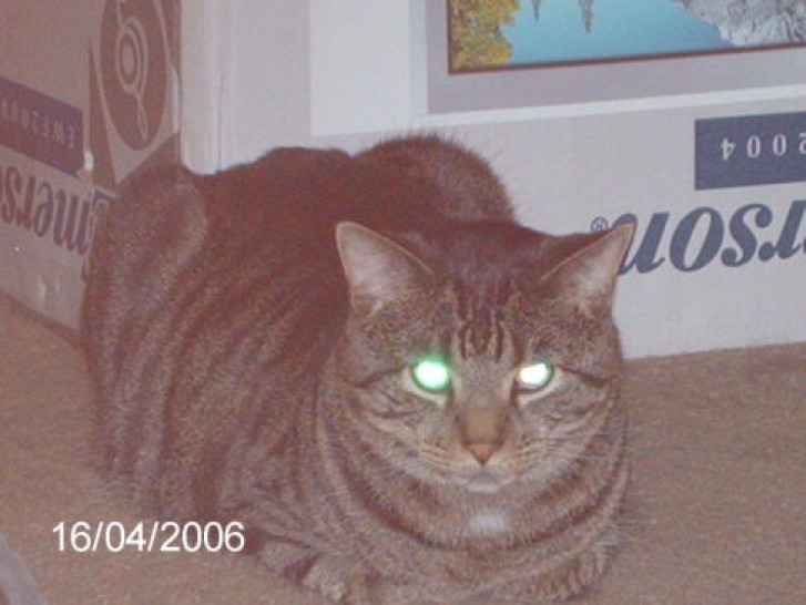 Picture of a cat / kitten / feline