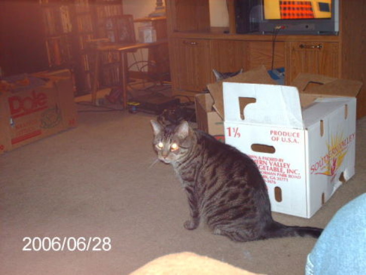 Picture of a cat / kitten / feline