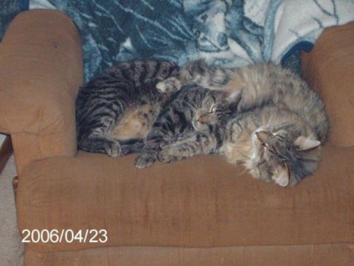 Picture of a cat / kitten / feline