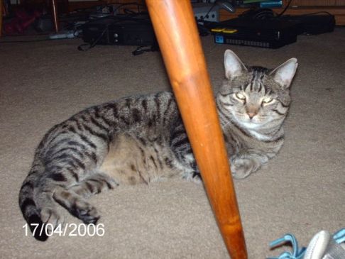 Picture of a cat / kitten / feline