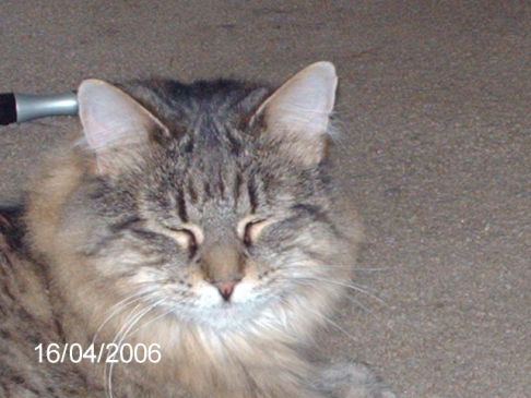 Picture of a cat / kitten / feline