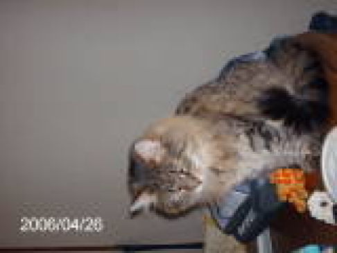 Picture of a cat / kitten / feline