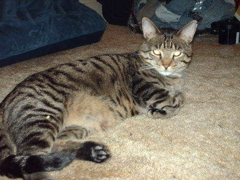 Picture of a cat / kitten / feline