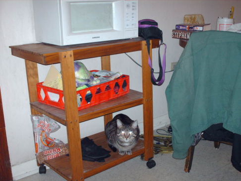 Picture of a cat / kitten / feline