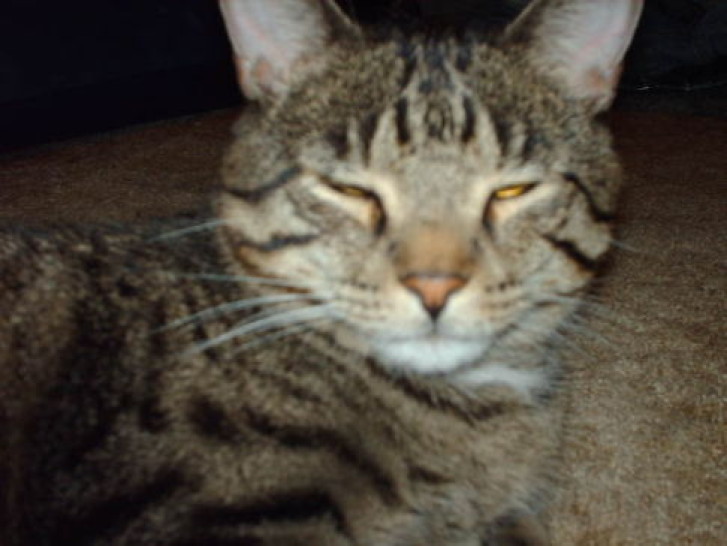 Picture of a cat / kitten / feline