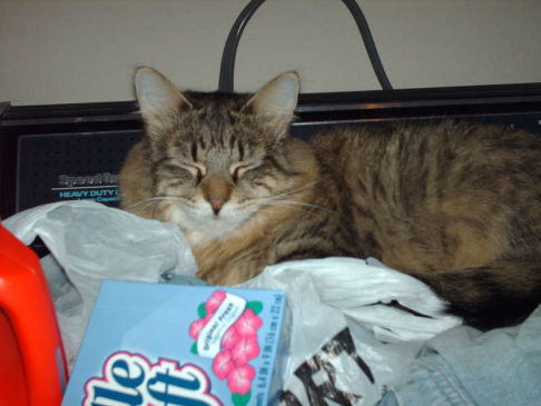 Picture of a cat / kitten / feline