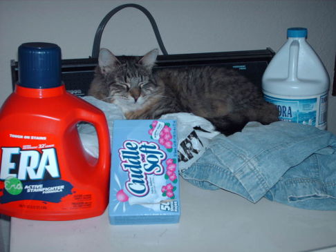 Picture of a cat / kitten / feline