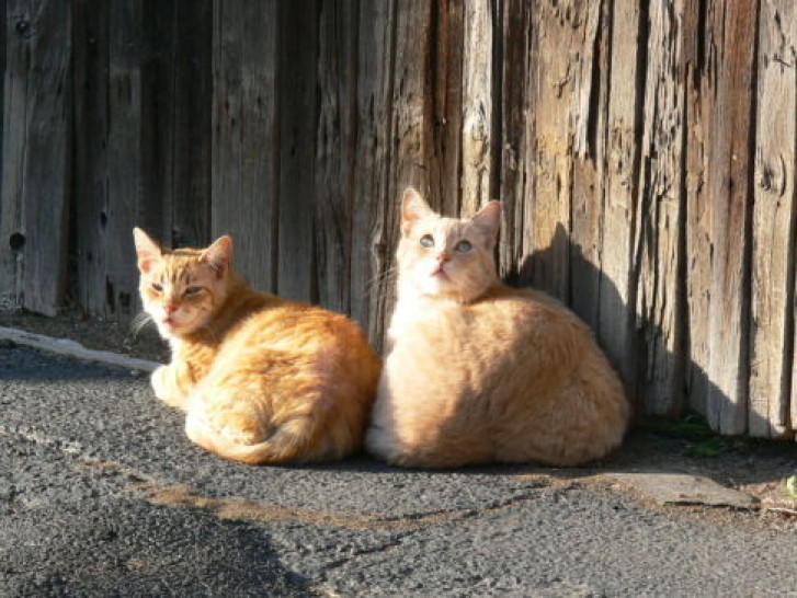 Picture of a cat / kitten / feline