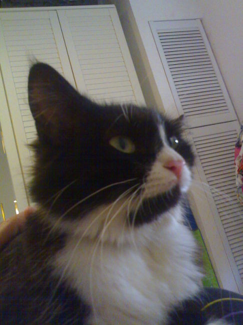 Picture of a cat / kitten / feline