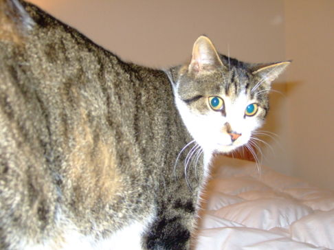 Picture of a cat / kitten / feline