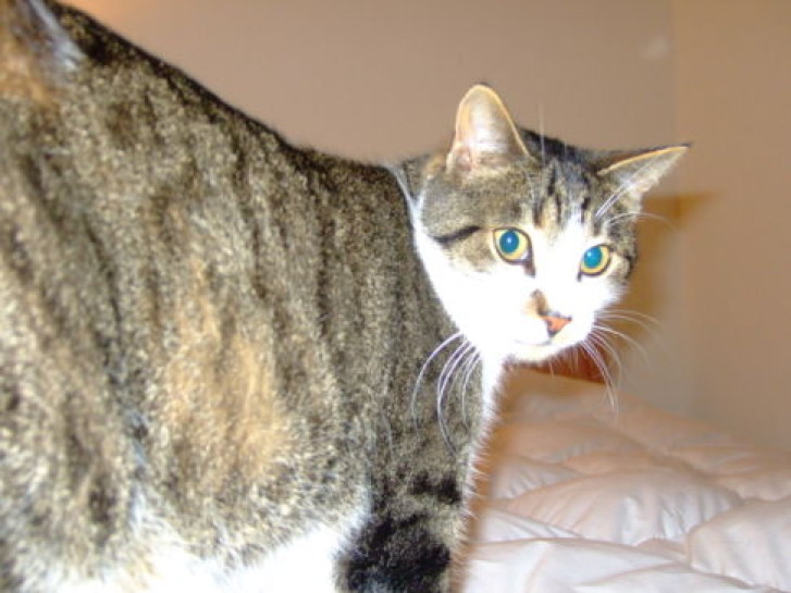 Picture of a cat / kitten / feline