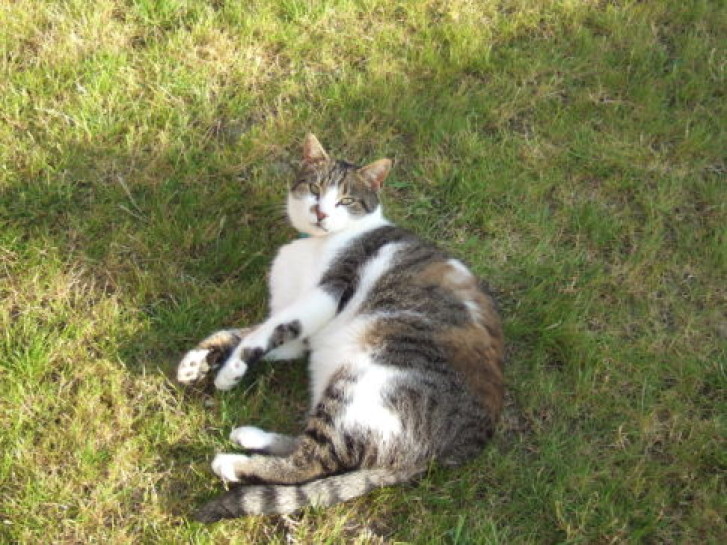 Picture of a cat / kitten / feline