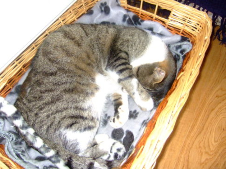 Picture of a cat / kitten / feline