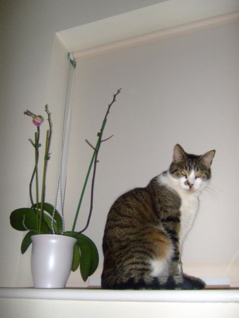 Picture of a cat / kitten / feline