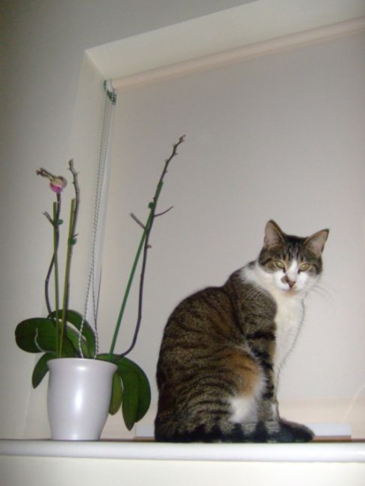 Picture of a cat / kitten / feline