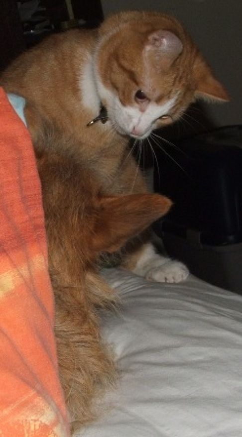 Picture of a cat / kitten / feline