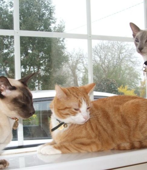 Picture of a cat / kitten / feline