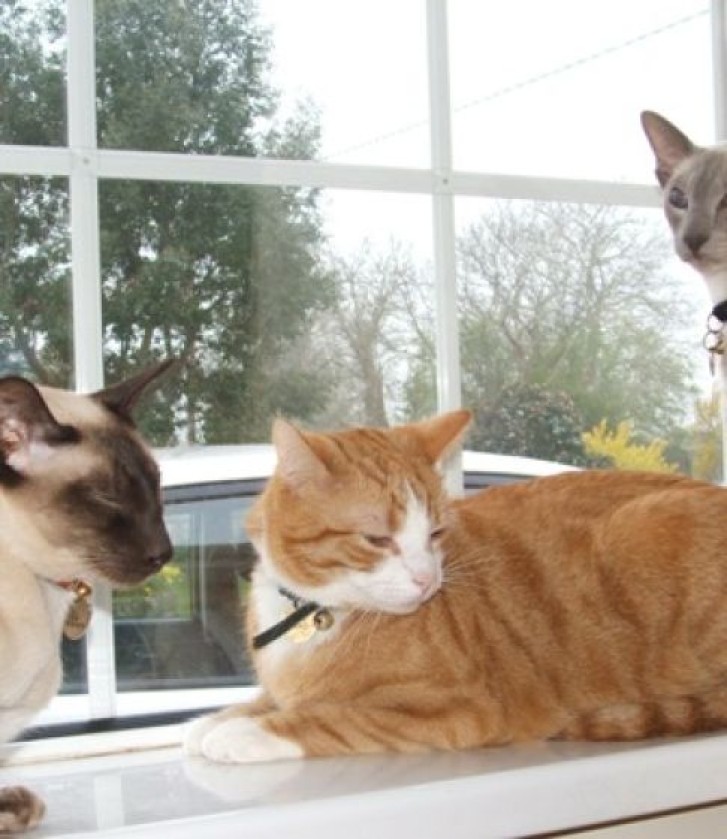 Picture of a cat / kitten / feline