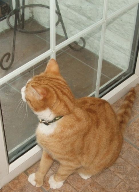 Picture of a cat / kitten / feline