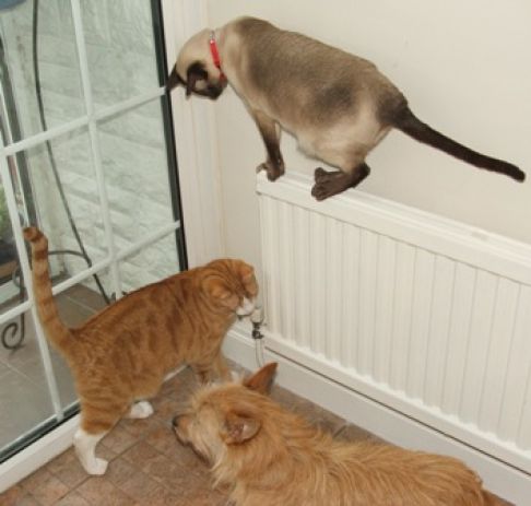 Picture of a cat / kitten / feline