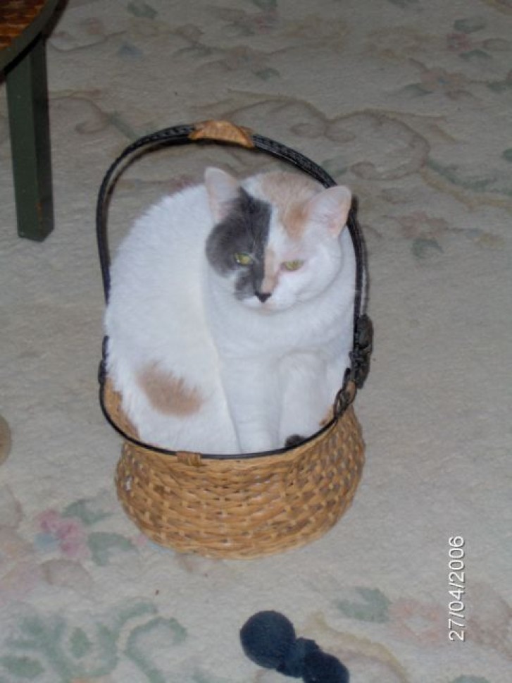 Picture of a cat / kitten / feline