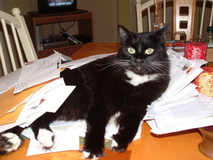 Picture of a cat / kitten / feline