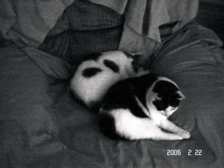 Picture of a cat / kitten / feline