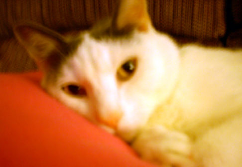 Picture of a cat / kitten / feline