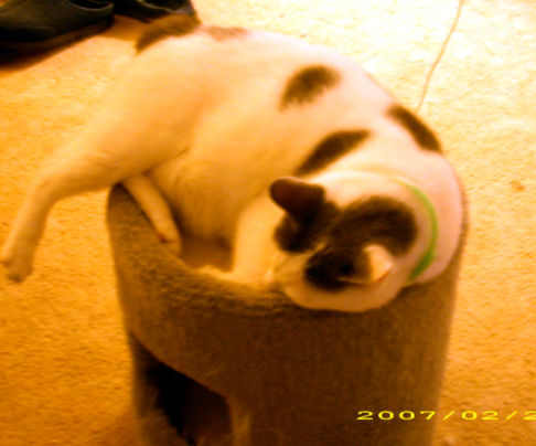 Picture of a cat / kitten / feline