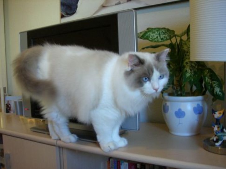 Picture of a cat / kitten / feline