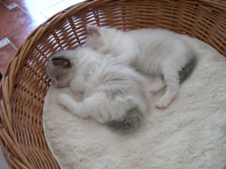 Picture of a cat / kitten / feline