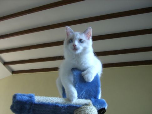 Picture of a cat / kitten / feline