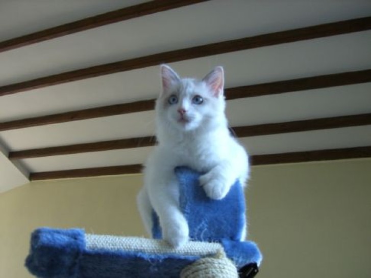 Picture of a cat / kitten / feline