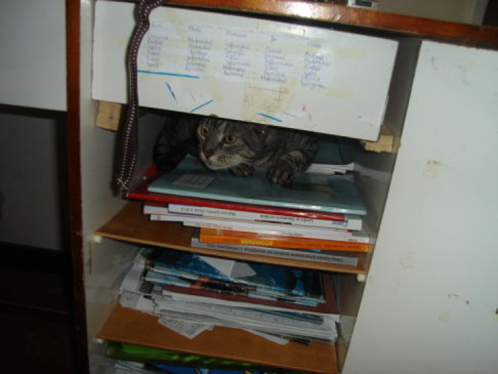 Picture of a cat / kitten / feline