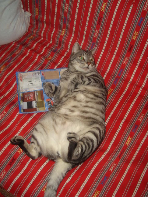 Picture of a cat / kitten / feline