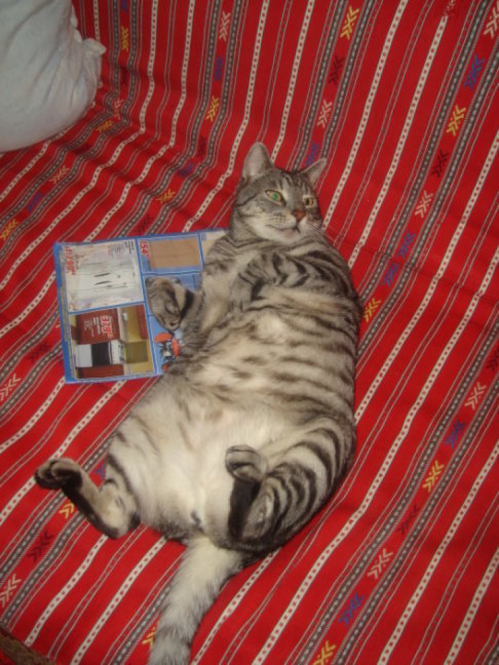 Picture of a cat / kitten / feline