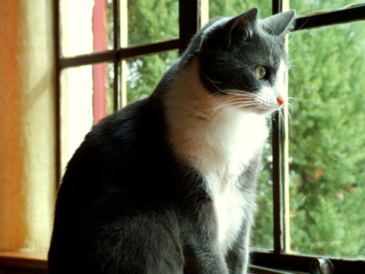 Picture of a cat / kitten / feline